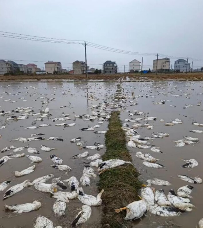 老人养的近4000只鸭子被投毒