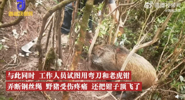 深圳一公园1只百余斤野猪被困：已救出，伤的不重