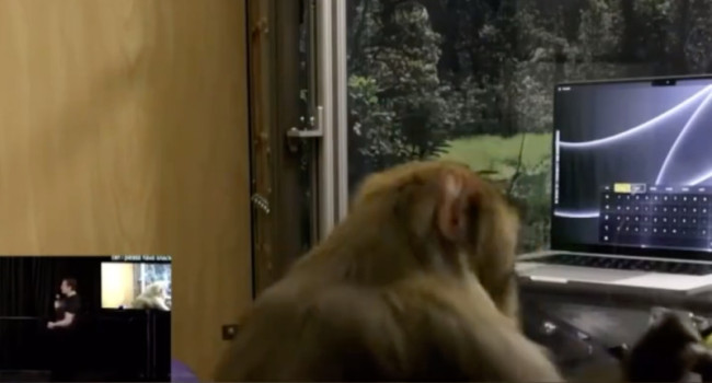 马斯克演示猴子用意念打字：6个月内人体试验