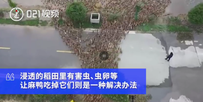 上海派出6000只麻鸭清理稻田