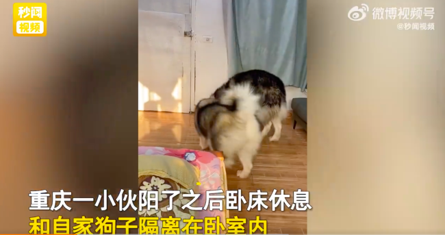 妈妈给阳性儿子送饭狗子一拥而上