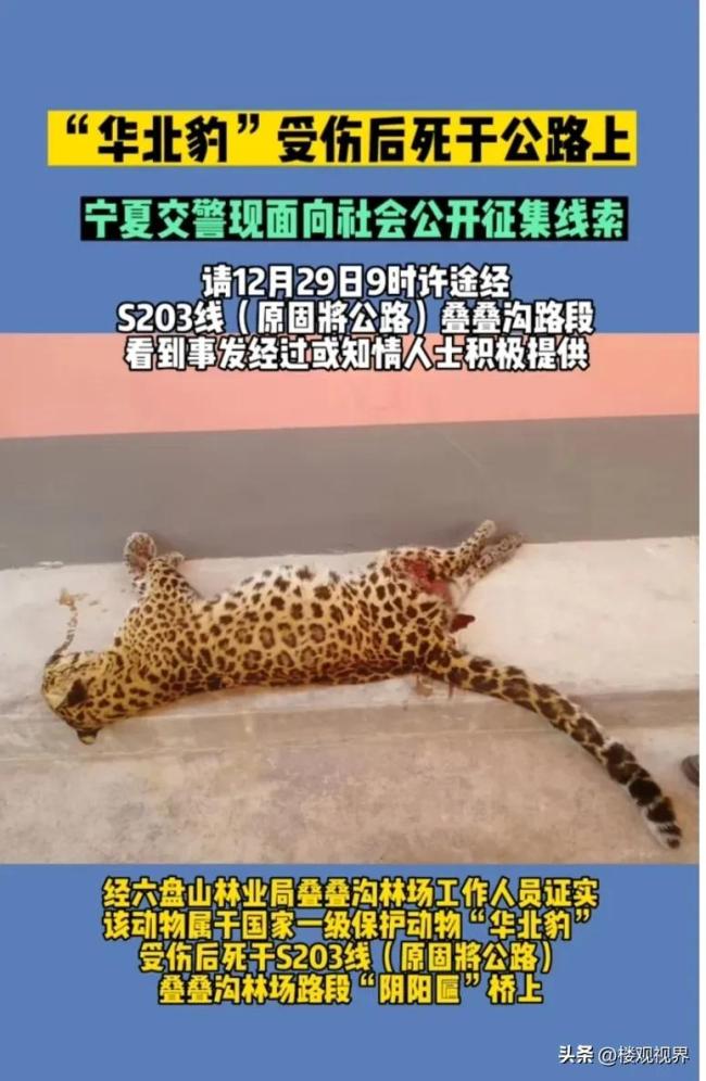 宁夏一公路旁发现野生华北豹尸体 不报警跑掉涉嫌肇事逃逸