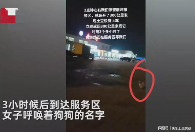 女子开了300公里发现把狗忘在服务区 还好狗狗乖乖在原地等她