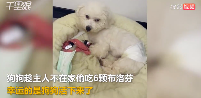 小狗趁主人不在家偷吃6颗布洛芬