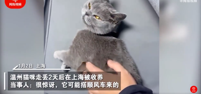 温州小猫走丢2天在上海被收养 猫凭本事上了上海户口厉害啊！