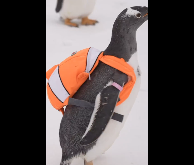 哈尔滨的企鹅真的满街跑