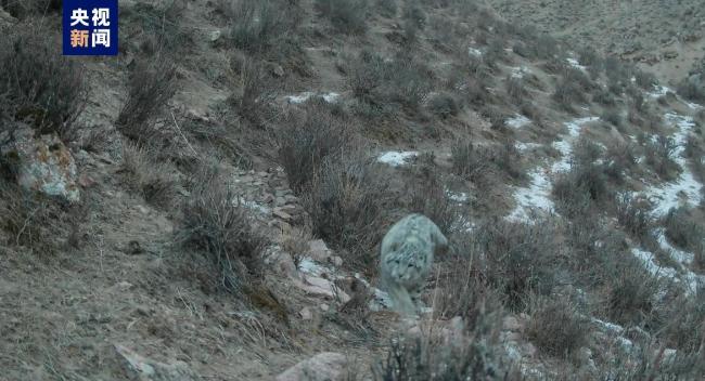 青海烏蘭紅外相機捕捉到雪豹棲息畫面