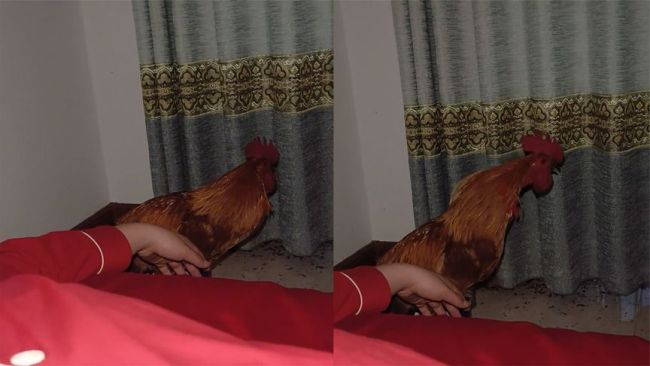 女子新婚第一天遭公鸡扰清梦：凌晨3点就叫了一嗓子