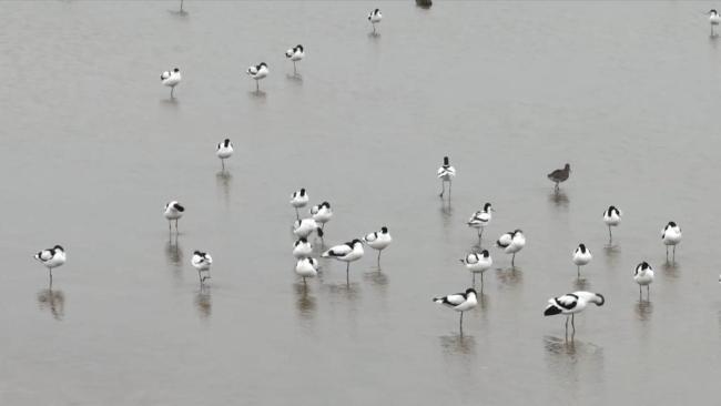 新华全媒+丨再访鄱阳湖旱区：留住候鸟过冬口粮