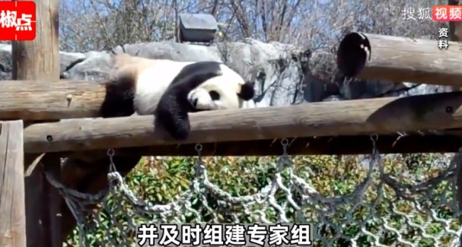旅美大熊猫去世 中美将联合调查死因