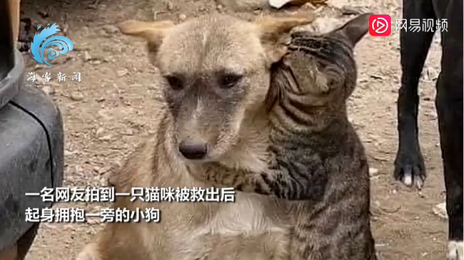 万物有灵！土耳其灾区多只猫狗被陆续救出：乖巧安静等待救援