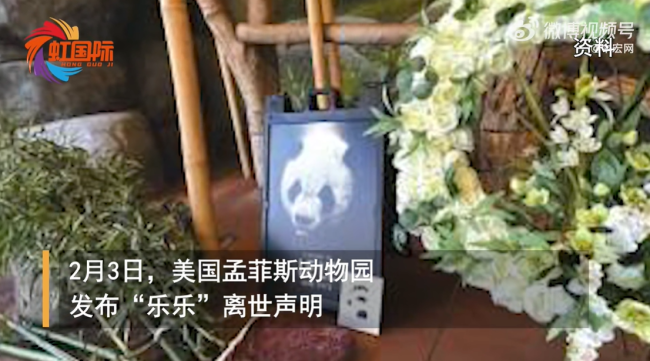 北京动物园称正办理大熊猫丫丫回国手续