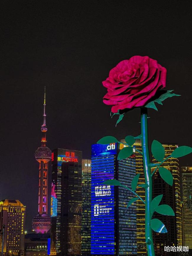 情人节前夕外滩现巨型玫瑰，浪漫设计吸引市民驻足