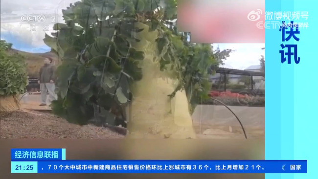 日本种出一根60斤萝卜