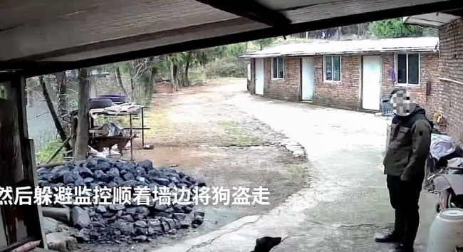 男子为讨好女友偷狗送礼：女友的孩子喜欢狗没钱就偷了！