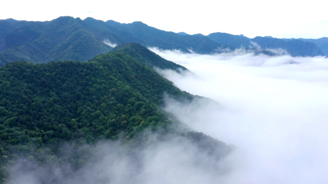 山西划分5大野生动植物保护区