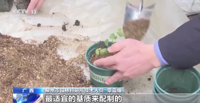 “太空種子”返回廣西柳州 順利出苗移植