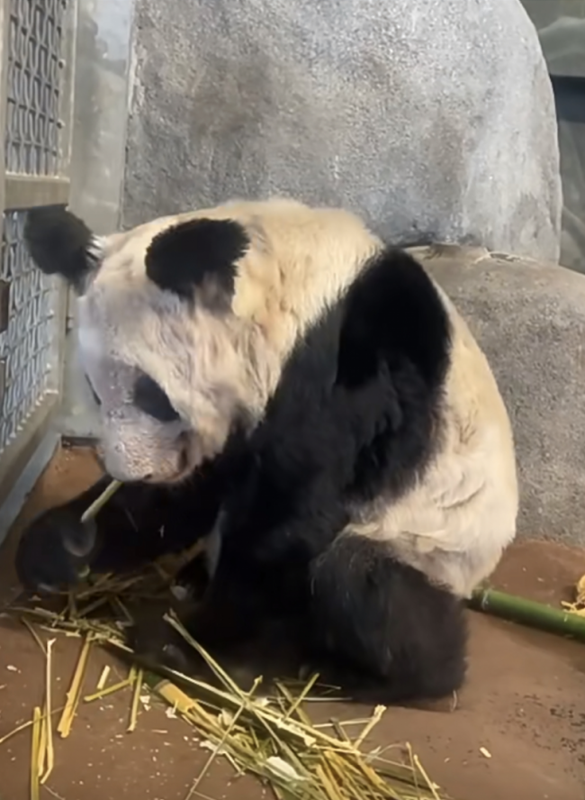 旅美大熊猫乐乐是如何离世的：心脏病！