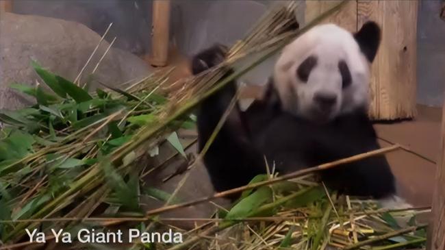 多位明星为丫丫发声 网友：不要忘了还有美香一家