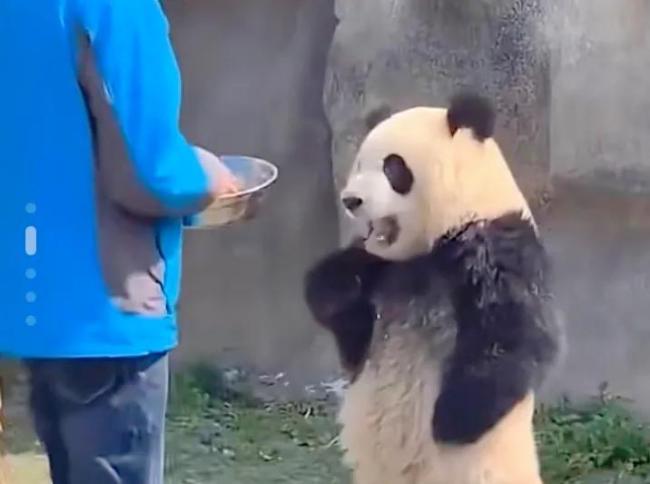 旅俄大熊猫体重增40公斤 网友：跟丫丫简直形成鲜明对比  