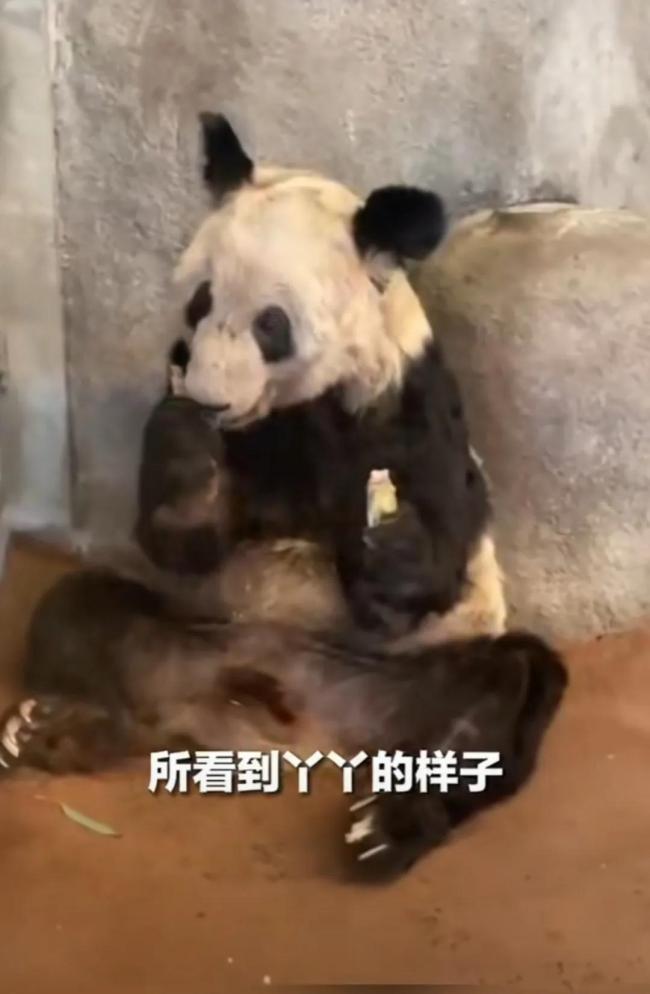 丫丫一定是最坚强的熊猫！丫丫冲上热搜原因却令人心酸！