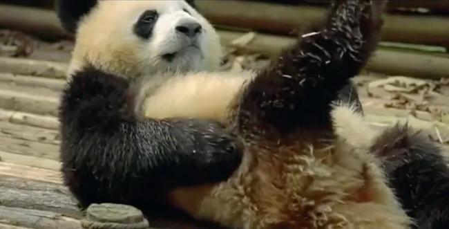 旅俄大熊猫体重增40公斤 网友：跟丫丫简直形成鲜明对比  