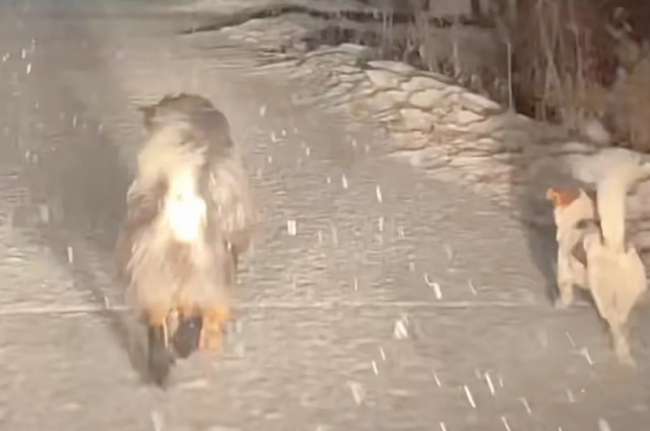 狗狗冒大雪等待主人回家