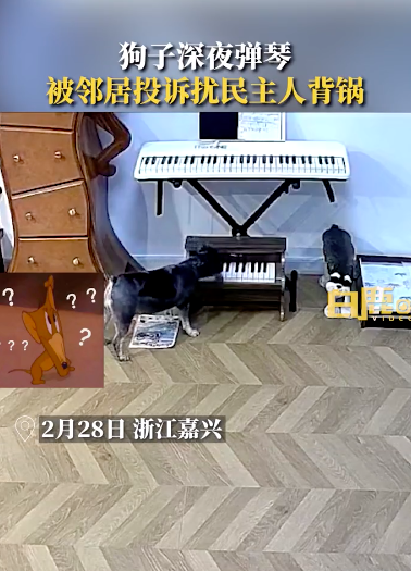 狗狗半夜弹琴被投诉