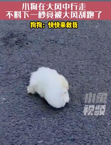 原来狗狗真的能被风吹跑