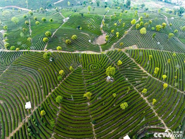雲南普洱：萬畝茶園鬱鬱蔥蔥