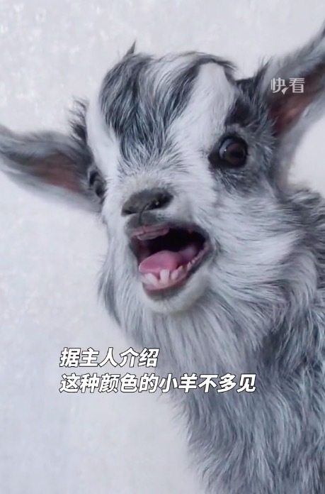 小羊长相清秀酷似水墨画