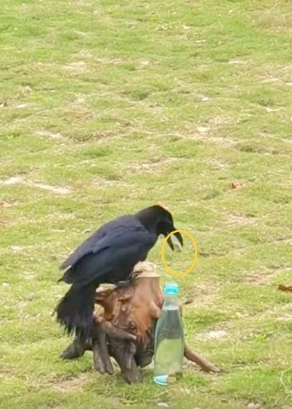 游客拍下现实版乌鸦喝水