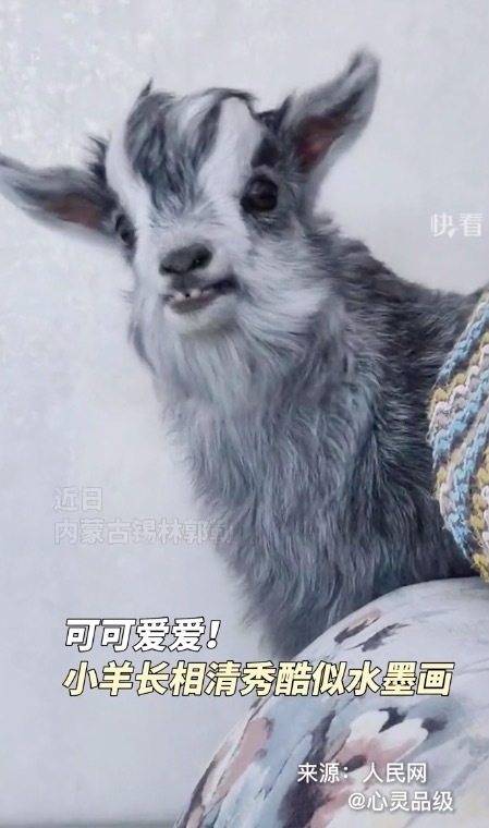 小羊长相清秀酷似水墨画
