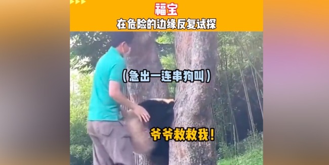 福宝被树卡脑袋吓出狗叫