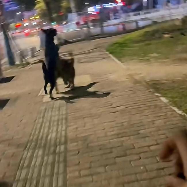 女子遛狗捡到消防犬 它们名字叫黑豆