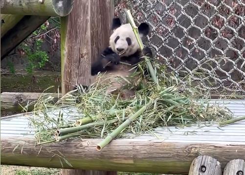 在美华人谈熊猫丫丫状况
