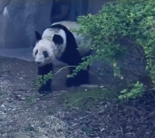 华人看望丫丫用四川话喊好好吃饭 网友：丫丫听懂的瞬间真的会泪目 