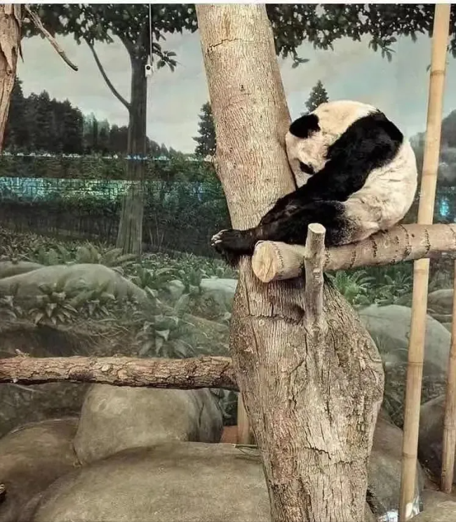 大熊猫丫丫吃上新鲜竹子 网友：孩子终于吃上饭了 