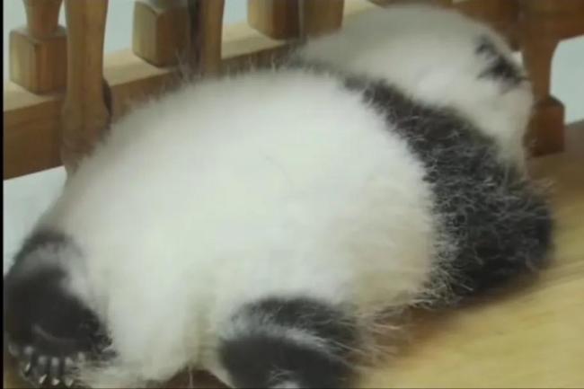 大熊猫花花粉丝人山人海 网友：好想把花花抱回家