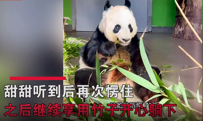 旅英熊猫听见四川话愣住 甜甜：突然就有了一种熟悉的感觉 