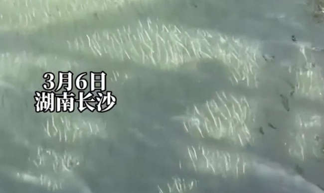 湘江长沙段出现大量鱼群：漫江碧透 鱼翔浅底，太震撼了！