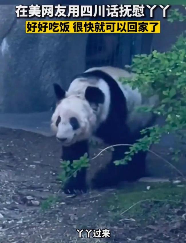 网友用四川话抚慰“丫丫” 网友：丫丫一定听懂了 