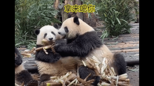 大熊猫花花粉丝人山人海 网友：好想把花花抱回家
