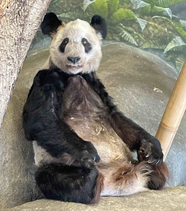 丫丫回国后将和大熊猫萌兰做邻居 网友齐赞：合适