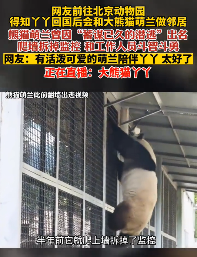 丫丫回国后将和大熊猫萌兰做邻居 网友齐赞：合适