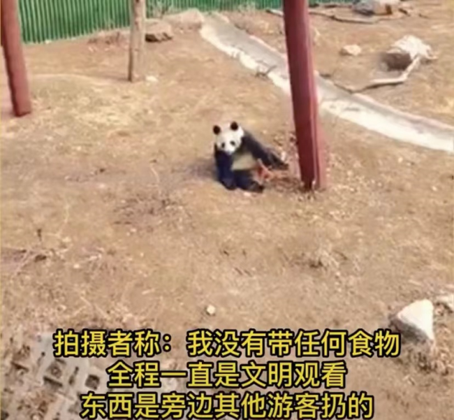 熊猫疑被投喂带皮火腿肠 熊猫：你真的很没礼貌  