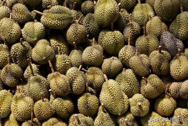 国产榴莲或将价格大跌 榴莲爱好者有福了