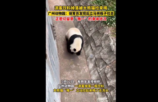 游客饮料不慎掉落被大熊猫捡来喝 而且顺手还洗头