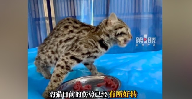 重庆一小区发现受伤豹猫