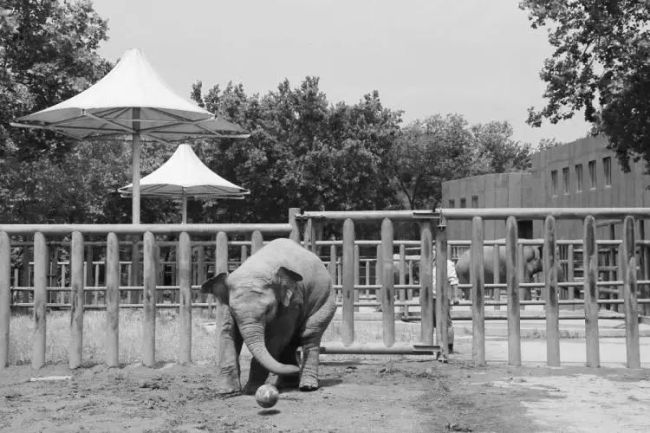 亚洲象亚齐突发疾病死亡